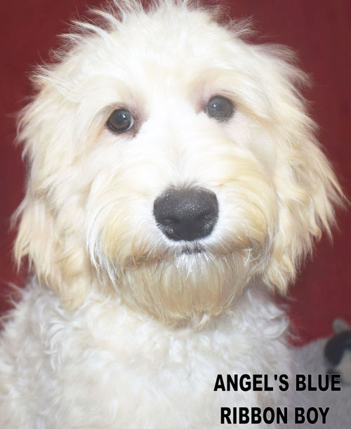 australian labradoodle
